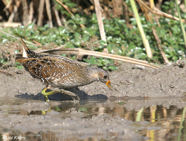  ברודית גדולה  Spotted Crake Porzana porzana                           הבטיחה, נובמבר 2007.צלם:ליאור כסלו    